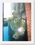 Polar Bear at Central Park Zoo New York * 2592 x 1944 * (1.76MB)